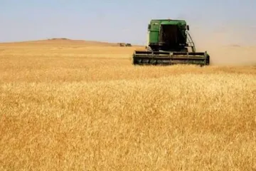 Syrian Ministry of Economy Sets Wheat Purchase Price for 2026 Season