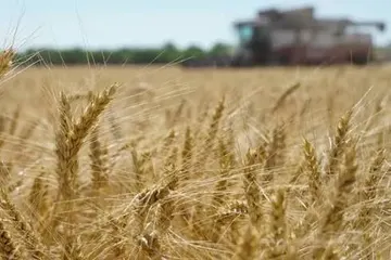 Hasakah Concludes Winter Harvest Season, Markets 845,000 Tons of Wheat
